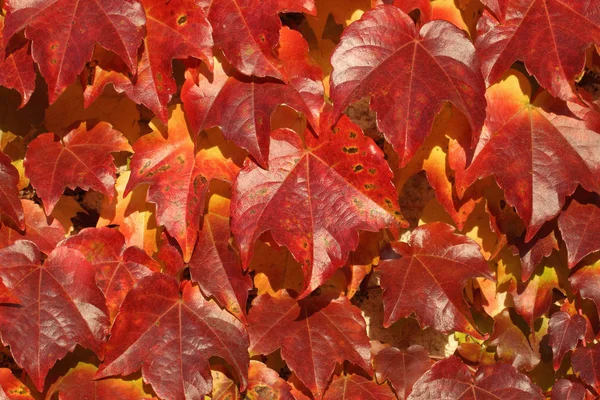 Detaily Stěny Pokryté Červeným Listím Bostonského Břečťanu Během Podzimu — Stock fotografie