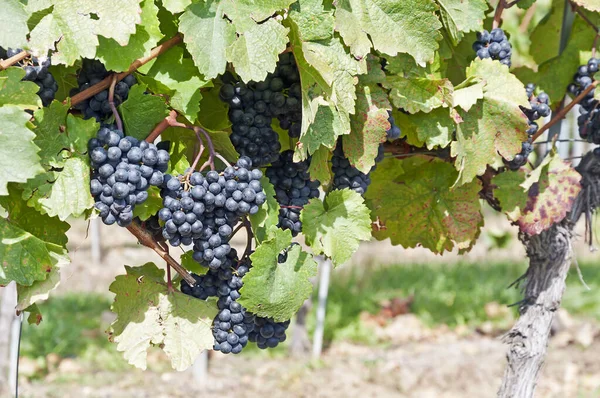 Uvas Que Crescem Vinha — Fotografia de Stock