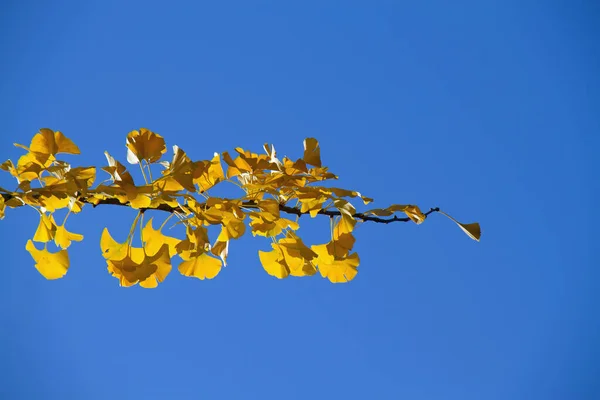 Yellow Ginkgo Biloba Leaves Autumn — Stock Photo, Image