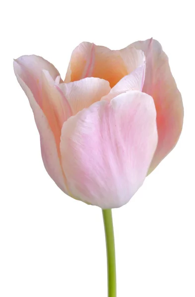 Beyaz Arka Planda Izole Edilmiş Pembe Bir Lale Çiçeğine Yaklaş — Stok fotoğraf
