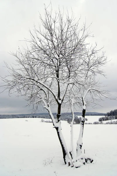 被孤零零的雪树射中 — 图库照片