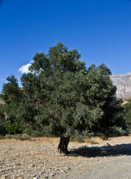 Olivovník Neúrodné Půdě — Stock fotografie