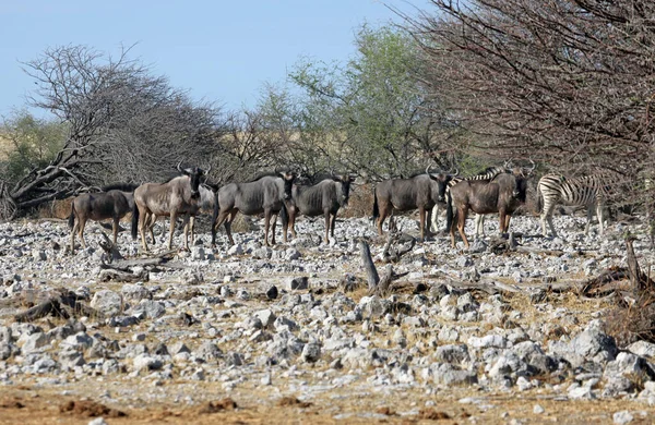 Wildebeest Animales Fauna Silvestre Fauna Natural — Foto de Stock