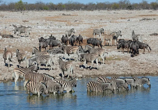 Animaux Trou Eau Okaukuejo — Photo