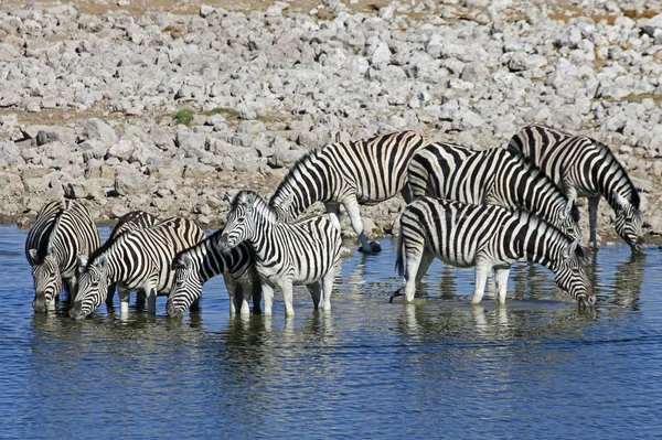 Zebras Buraco Água — Fotografia de Stock