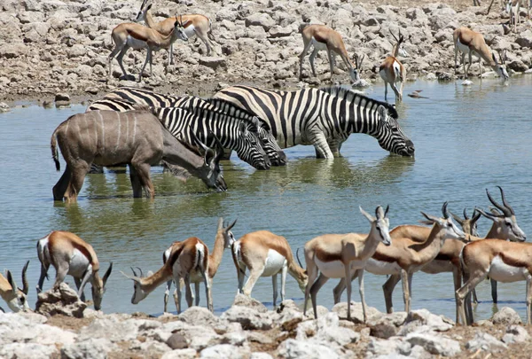 Animais Buraco Aquático Okaukuejo — Fotografia de Stock