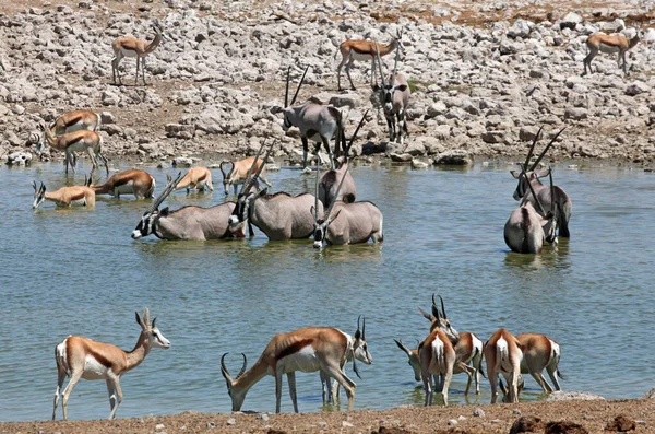Oryxor Och Springbokar Vid Vattenhålet — Stockfoto