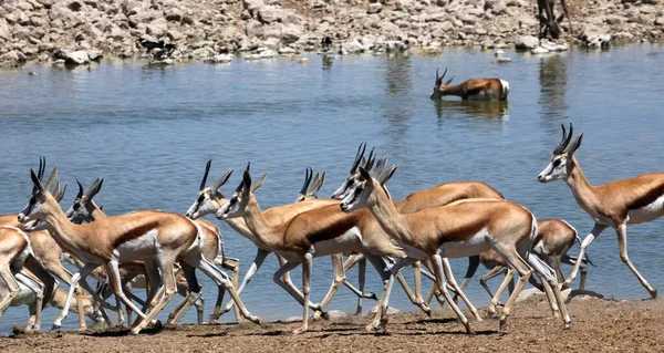 Springboks Fleeing Waterhole — Stock Photo, Image