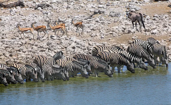 Animali Pozzetto Acqua Okaukuejo — Foto Stock