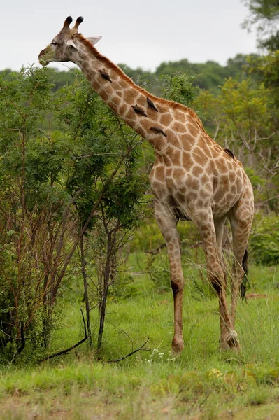 Żyrafa Zwierzę Przyrodzie Fauna — Zdjęcie stockowe