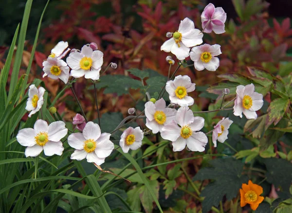 Schöne Blühende Anemonenblüten — Stockfoto