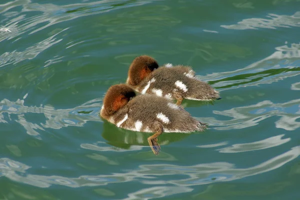 Schilderachtig Uitzicht Ganzenvogel Natuur — Stockfoto