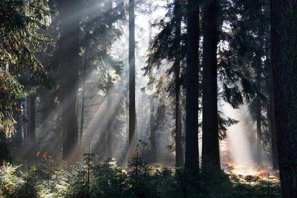 Belle Vue Sur Forêt Conifères — Photo