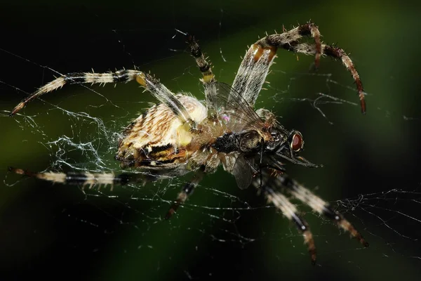 Araignée Avec Mouche Capturée Vue Basse Angle — Photo