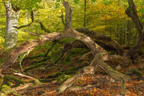 Prachtig Uitzicht Het Natuurlandschap — Stockfoto