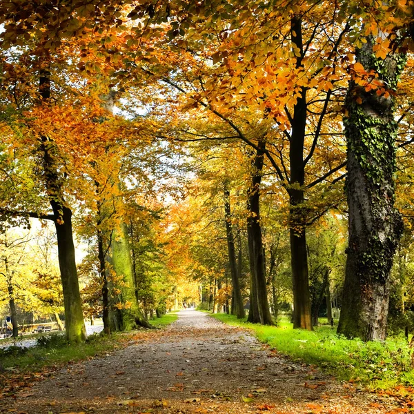 Sonbahar Renklerinde Kayın Ağaçlarıyla Park Alanı Kare — Stok fotoğraf