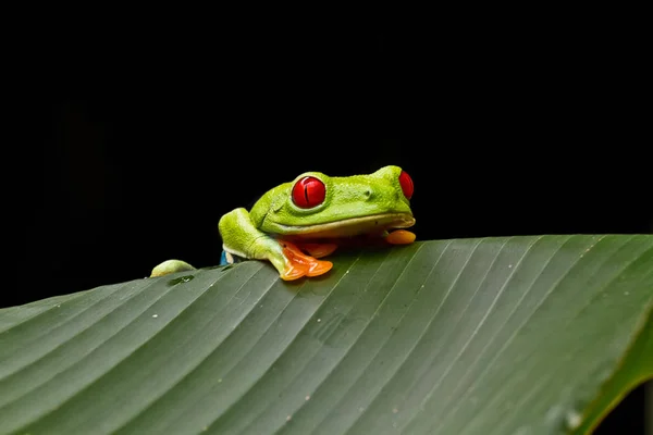 Tropická Žába Obojživelné Zvíře — Stock fotografie