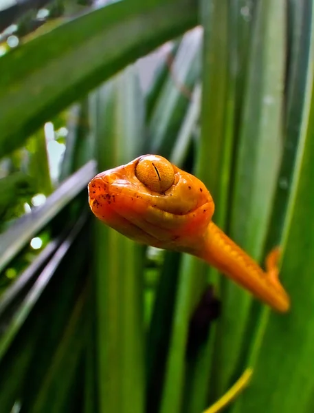 Close Cobra Venenosa Olho Gato Árvore Costa Rica Como Ele — Fotografia de Stock