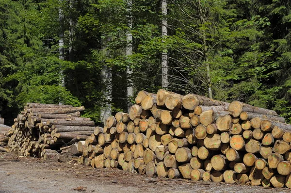 Troncos Árboles Talados Carretera Forestal Bosque Negro Baden Wuerttemberg Alemania —  Fotos de Stock