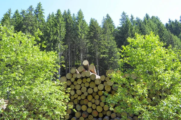 Fällda Trädstammar Skogsstigen Vid Schwarzwald Baden Wurttemberg Tyskland — Stockfoto