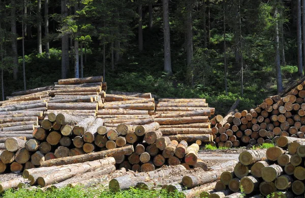 Schwarzwald Baden Wuerttemberg Almanya Yakınlarındaki Orman Yolunda Kesilmiş Ağaç Gövdeleri — Stok fotoğraf