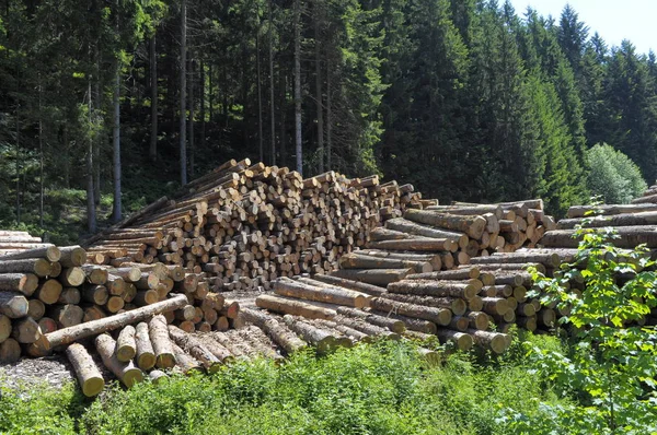 Écorce Tronc Arbre Bois Sciage — Photo