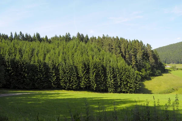 Czarny Las Park Przyrody Krajobraz Lecie Między Erzgrube Baierbronn Baden — Zdjęcie stockowe