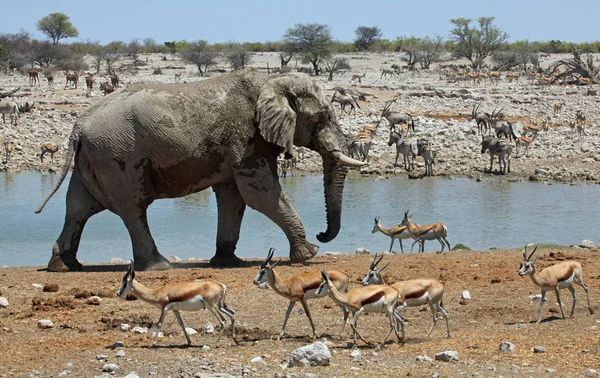 Animali Pozzetto Acqua Okaukuejo — Foto Stock