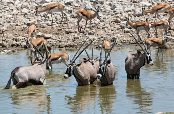 Animali Pozzetto Acqua Okaukuejo — Foto Stock