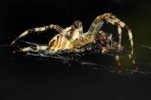 Spindel Med Fångad Fluga — Stockfoto