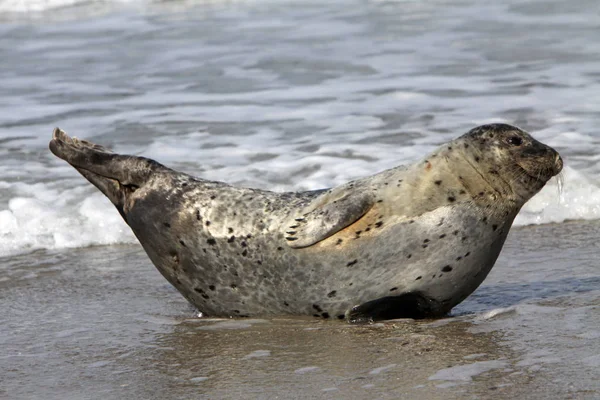 Zeehond Zeezoogdier — Stockfoto