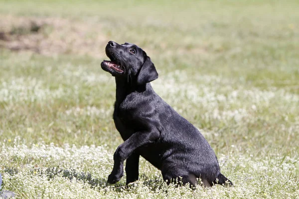 Zwarte Labrador Retriever Hond — Stockfoto