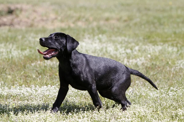 Czarny Pies Labrador Retriever — Zdjęcie stockowe