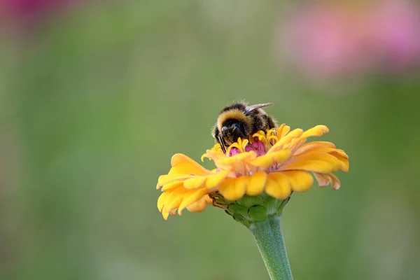 Close Uitzicht Mooie Hommel Insect — Stockfoto