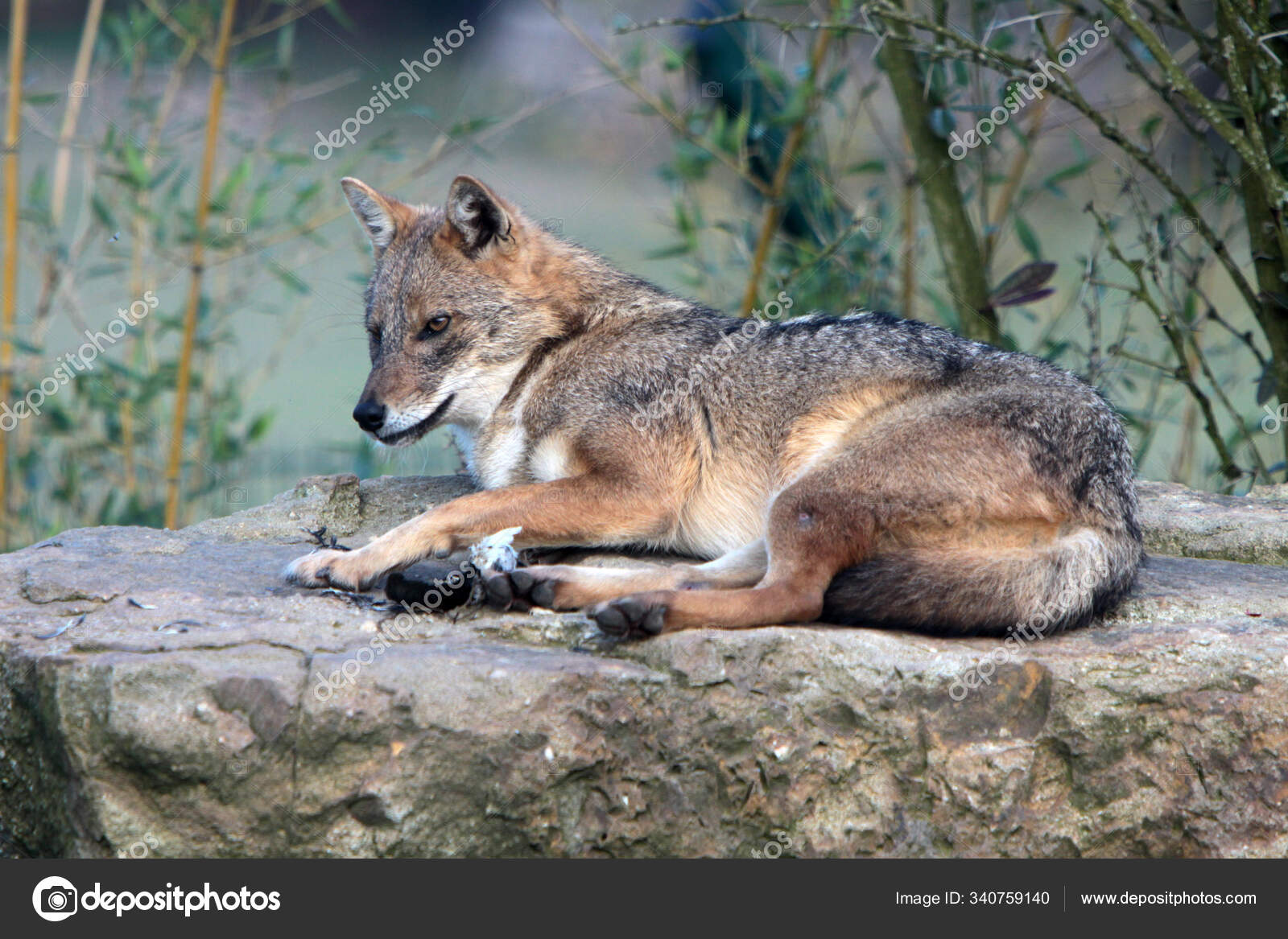 Jackals Type Canine Animals Related Dogs Coyotes Foxes Wolves