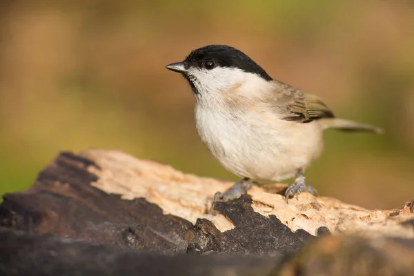 Γραφική Θέα Της Όμορφης Titmouse Πουλί — Φωτογραφία Αρχείου