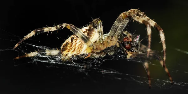 恐ろしいクモ昆虫の生き物 — ストック写真