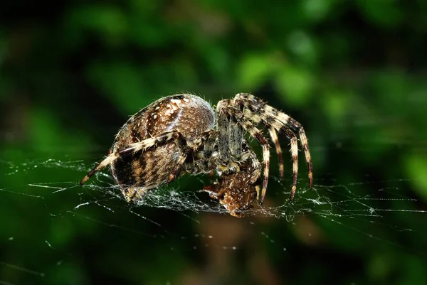 Павук Під Час Їжі Здобичі — стокове фото