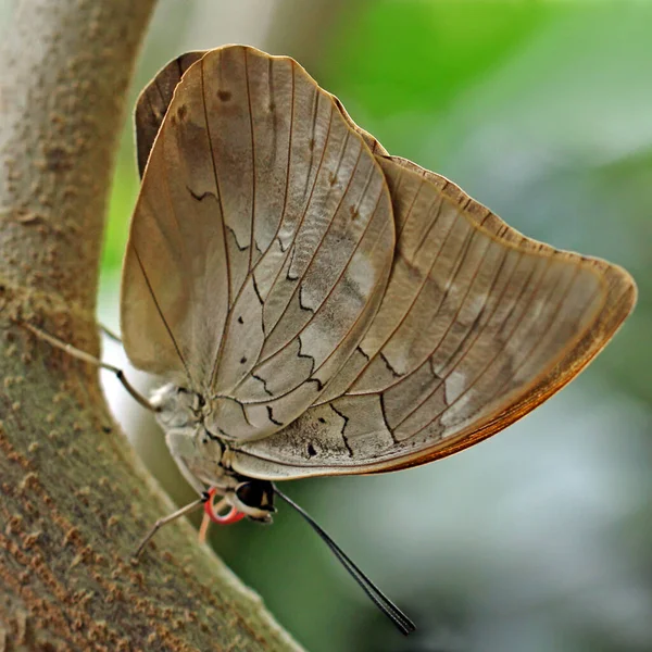 Gros Plan Bug Nature Sauvage — Photo