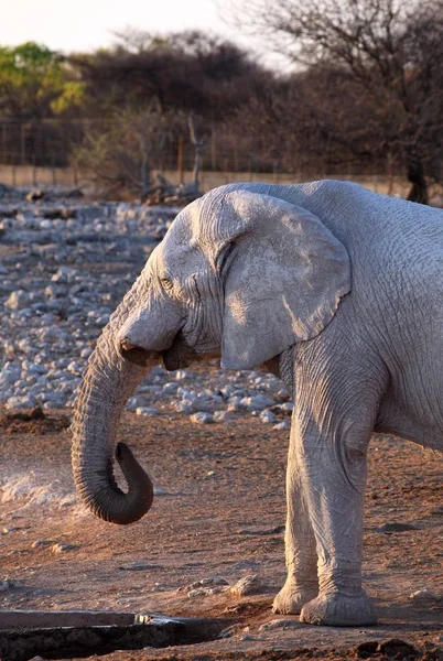 Éléphant Animal Animal Africain — Photo