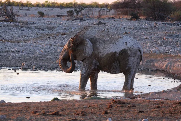 Witte Olifant Modder — Stockfoto