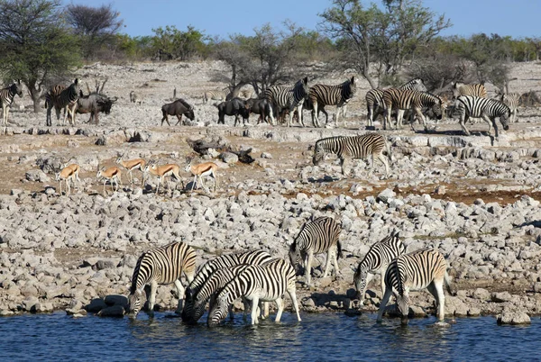 Dieren Bij Waterput Okaukuejo — Stockfoto