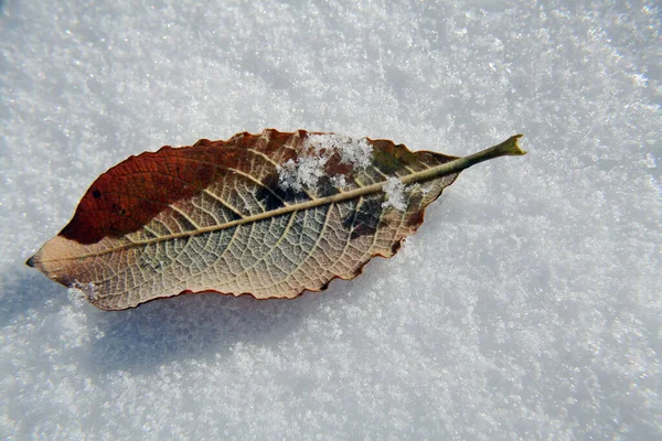 Wenn Der Winter Herbst Beginnt — Stockfoto