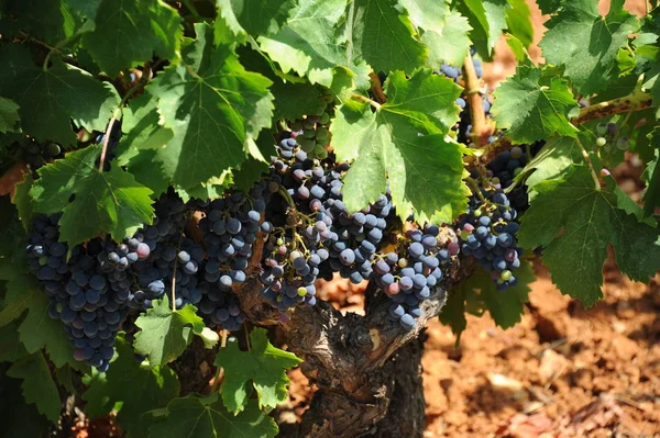 Grapevines Cultivation Wine Grape Vine — Stock Photo, Image