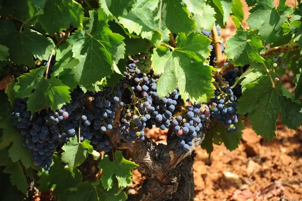 Vitigni Coltivazione Della Vite Vino — Foto Stock