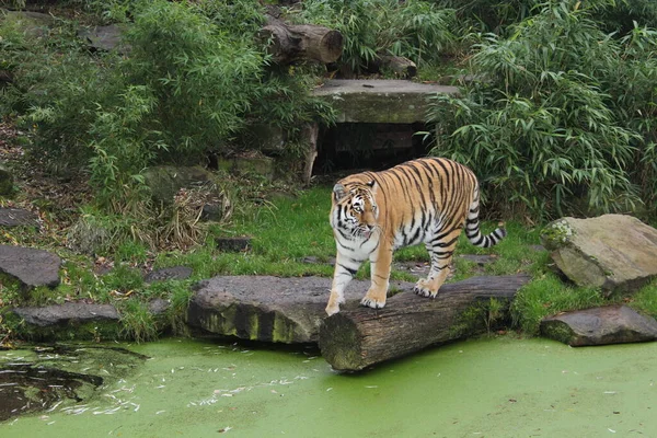 Tigre Baumstam — Fotografia de Stock