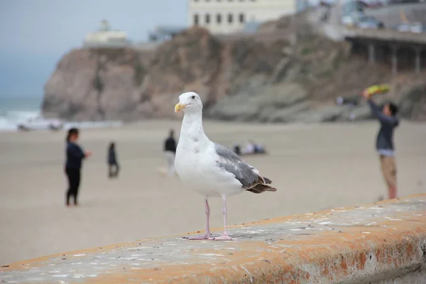 Gull San Francisco — Stock Photo, Image