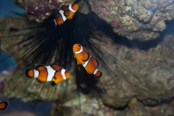 Pez Payaso Arrecife Submarino Con Peces —  Fotos de Stock