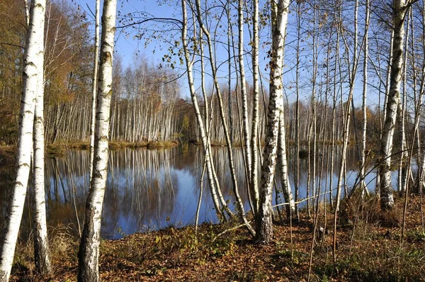 Bella Vista Sulla Natura — Foto Stock