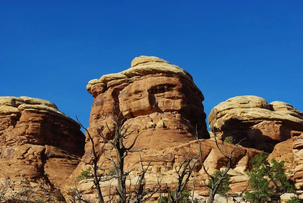 Rochas Árvores Secas Parque Nacional Canyonlands Utah — Fotografia de Stock